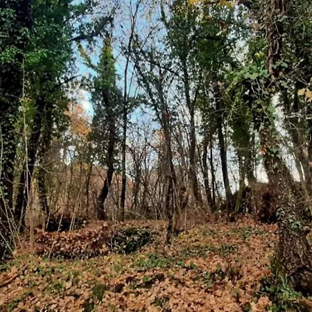 Ramonda